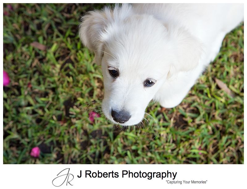 Professional Puppy Dog Portrait Photography Sydney 